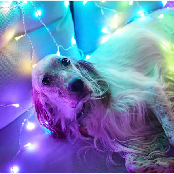 TWINKLY Curtain 210-Light Smart LED Multi Color